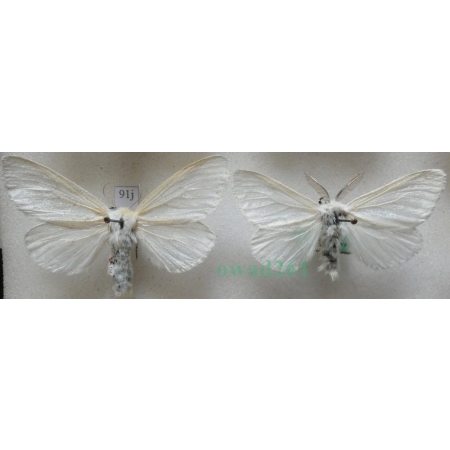 Leucoma salicis (Linnaeus, 1758) pair Białka wierzbówka Czech91j